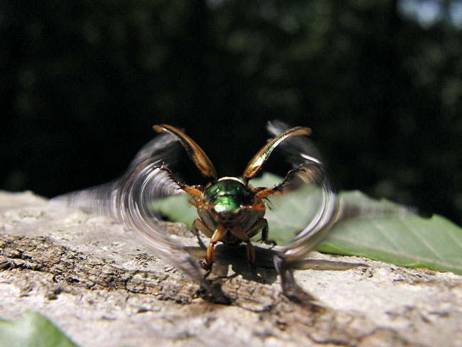 スジコガネの飛翔