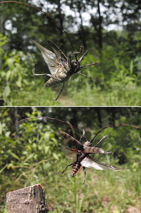 センノキカミキリ