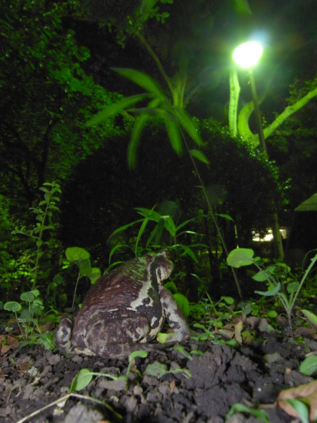 東京のヒキガエル