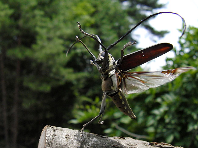 飛び立つシロスジカミキリ