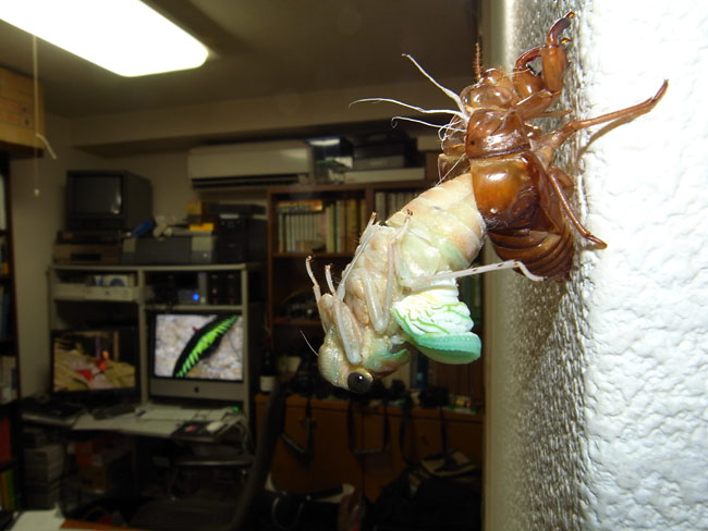 事務所のアブラゼミ