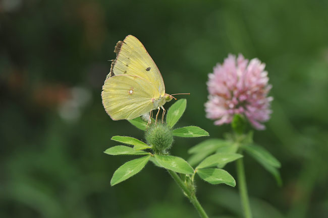モンキチョウ黄色型の産卵