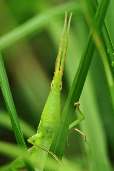 ショウリョウバッタ