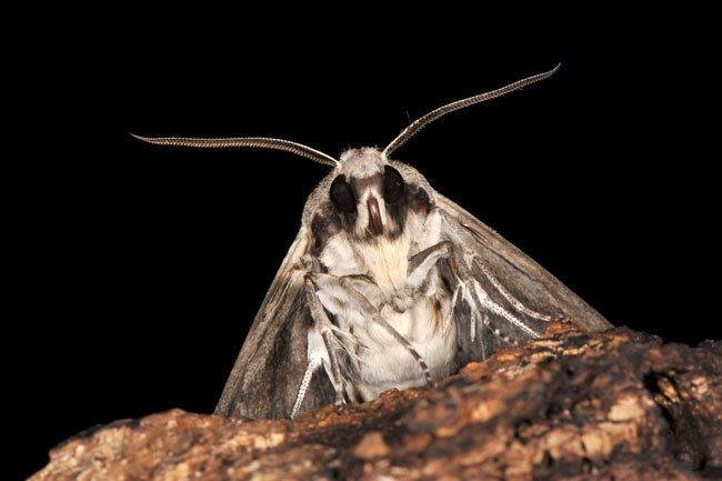 シモフリスズメ