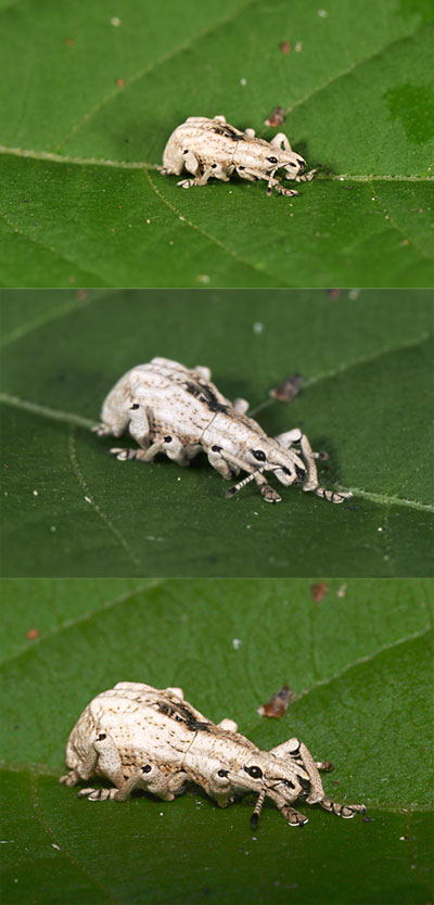 カメラによる写る範囲のの違い（マクロ等倍レンズ）