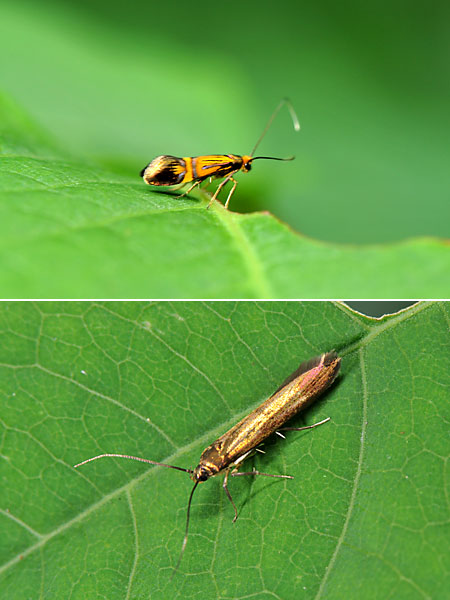 キオビコヒゲナガ