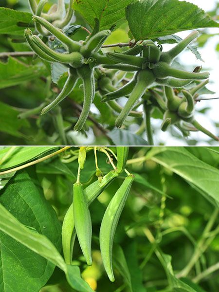 イケマとツノハシバミの実