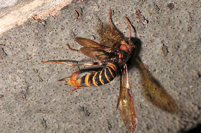 スズメバチに擬態したキバチ
