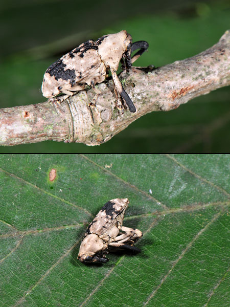 アシナガオニゾウムシ