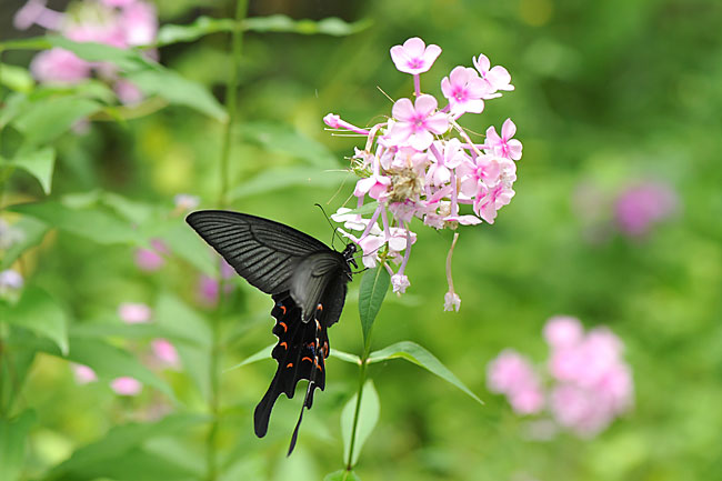 オナガアゲハのメス