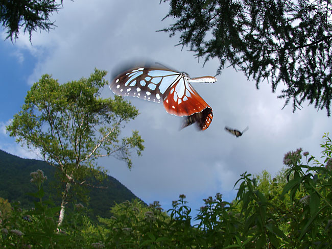 高原のアサギマダラ