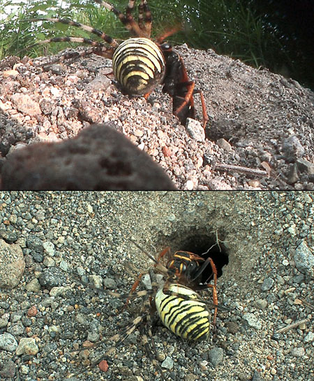キスジベッコウ