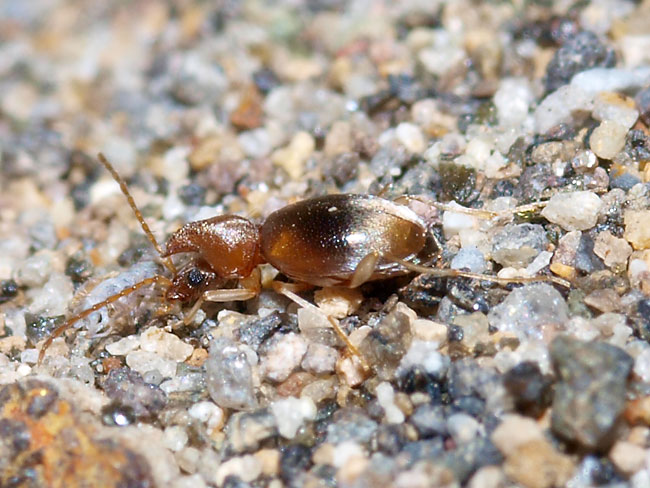 イッカクという名の甲虫