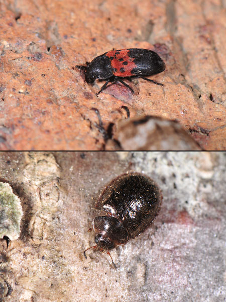 アカオビカツオブシムシ