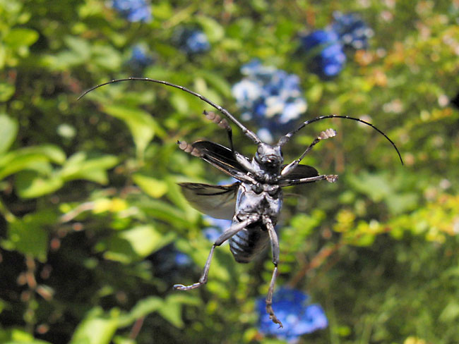 ゴマダラカミキリの飛翔