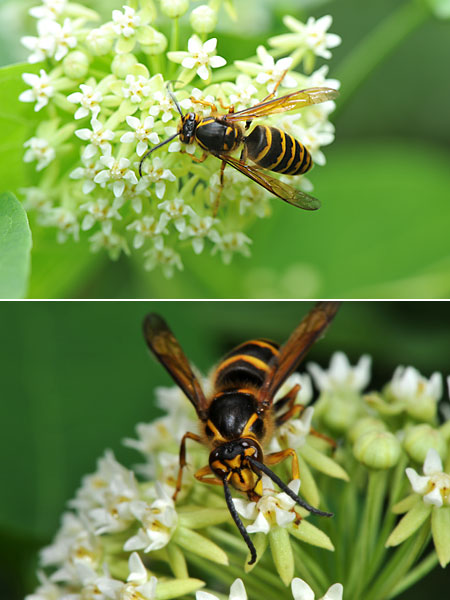 キオビホオナガスズメバチ