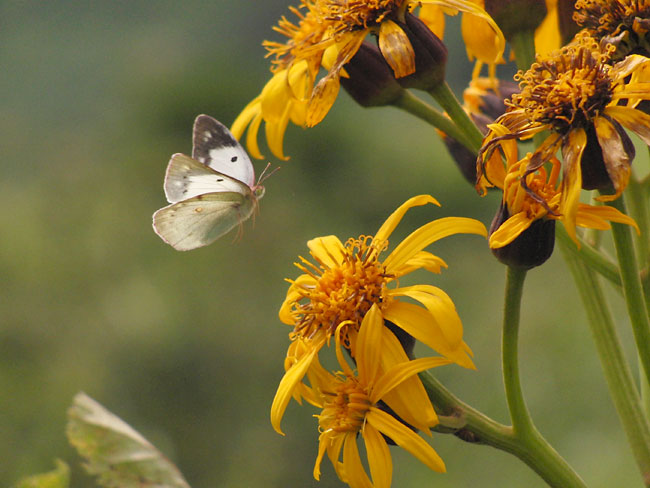 マルバダケブキ