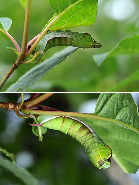 クルマスズメの幼虫