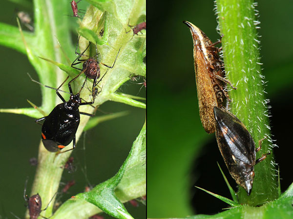 モンキクロカスミカメの補食