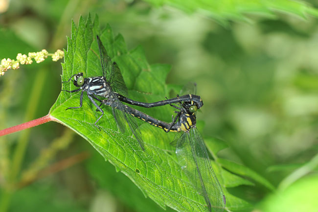 マイクロフォーサーズ