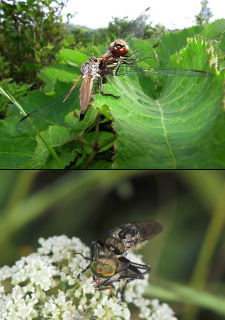 ムシヒキアブの食事