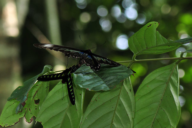 アカエリトリバネアゲハの交尾