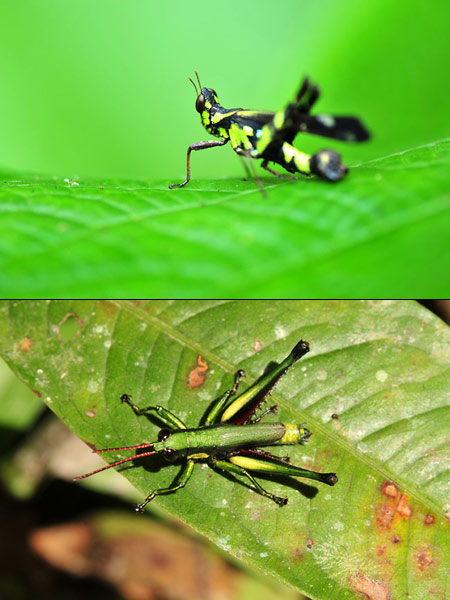 ジャングルのバッタ