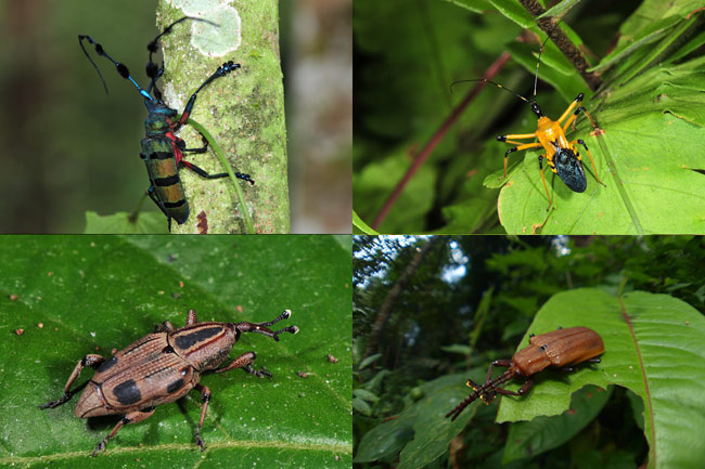 ジャングルの虫たち