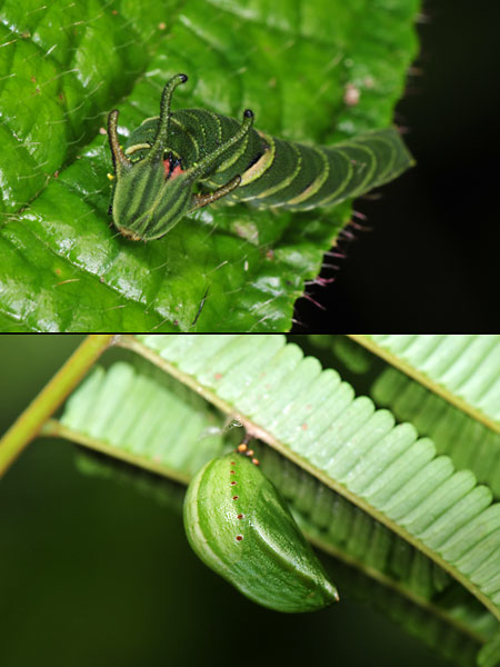 フタオチョウの幼虫