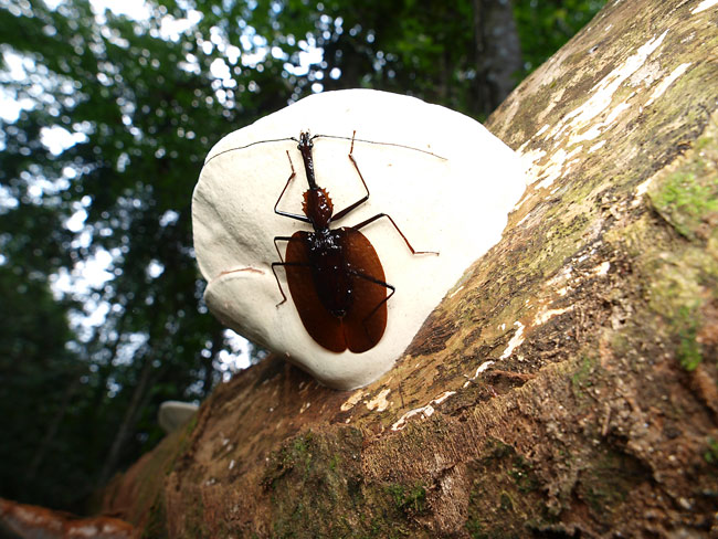 バイオリンムシ