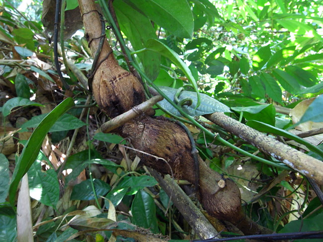モモブトオオルリハムシの食樹