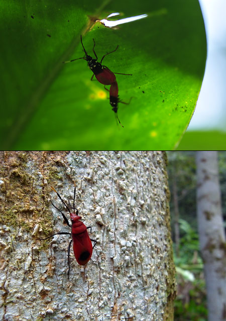 カメムシの仲間