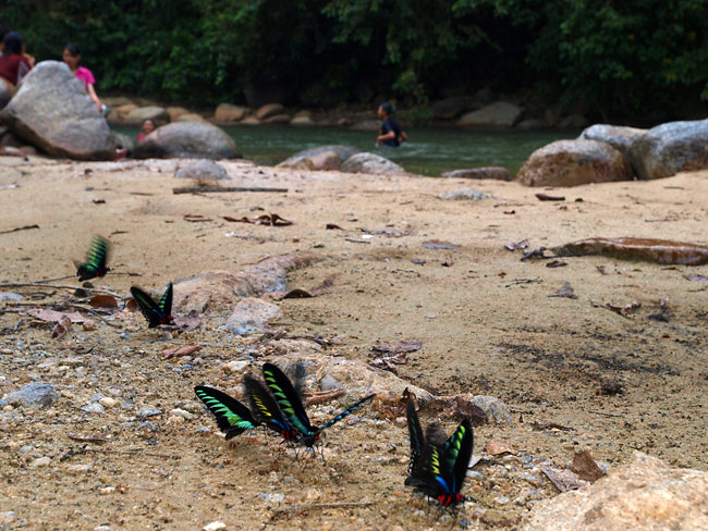 アカエリトリバネアゲハの集まる温泉