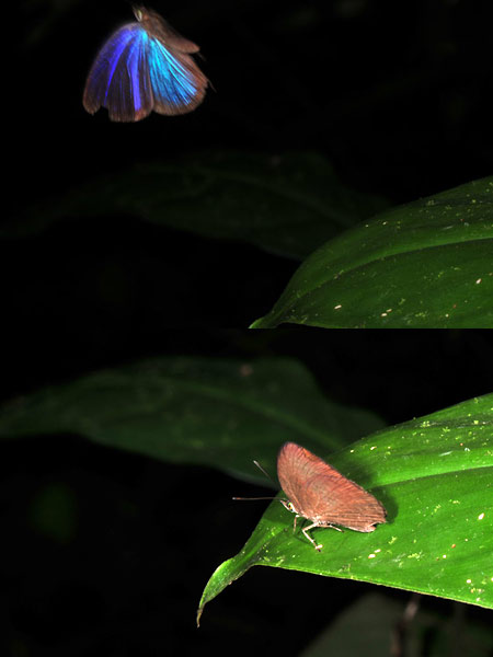 シジミチョウの飛翔