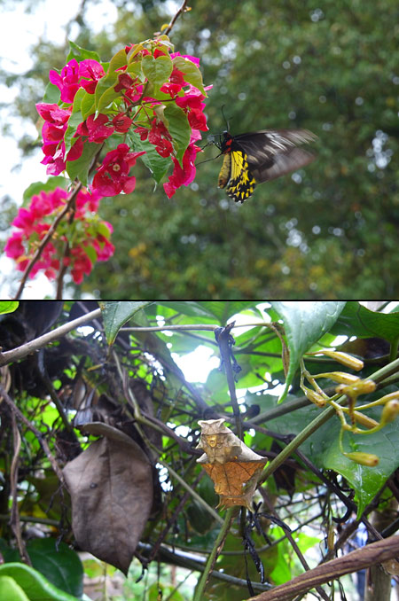 ヘレナキシタアゲハ