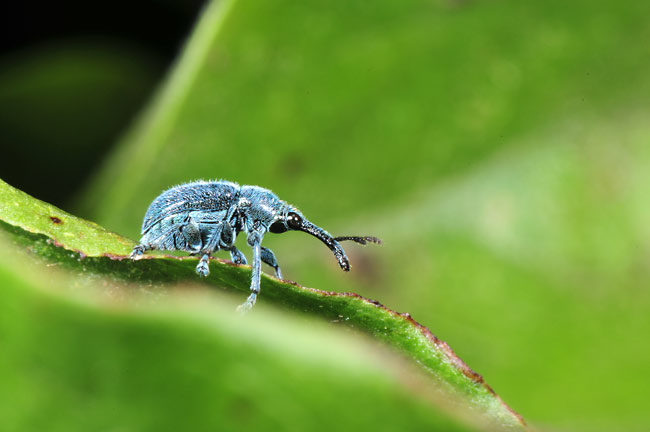 クチナガチョッキリ