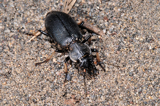 オサムシモドキ