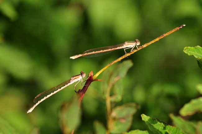オツネントンボ