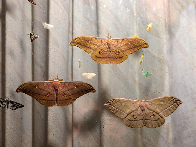 今年のヤママユ