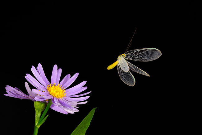 オオフトヒゲクサカゲロウの飛翔