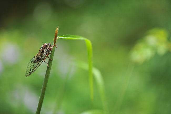 雨に濡れるエゾゼミ