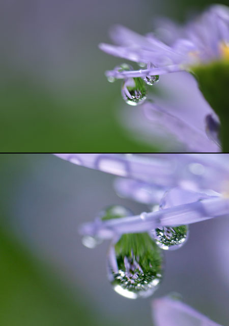 水滴（マクロ撮影とテレコン）