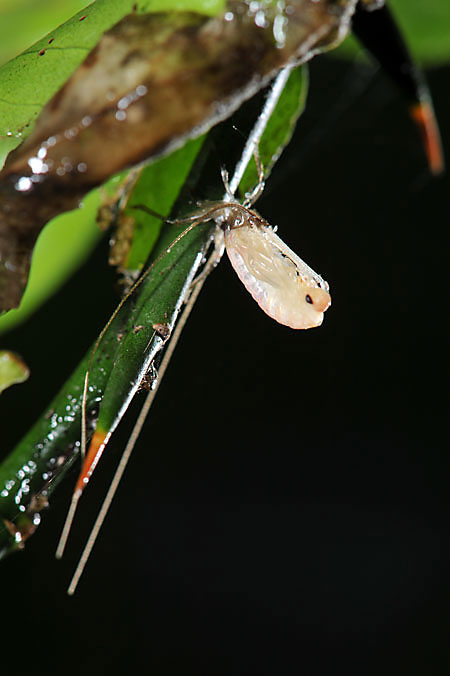 ハネナシコロギスの脱皮