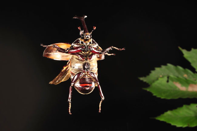 カブトムシの飛翔