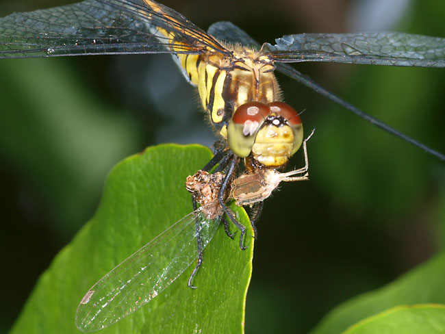 オツネントンボを食べるノシメトンボ