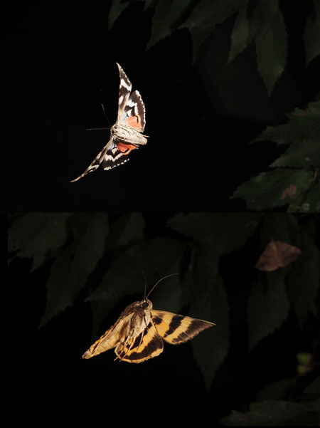 シタバガの飛翔