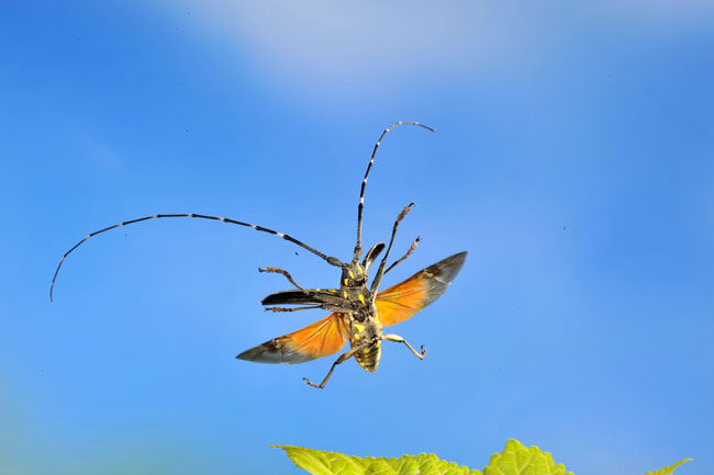 キボシカミキリの飛翔
