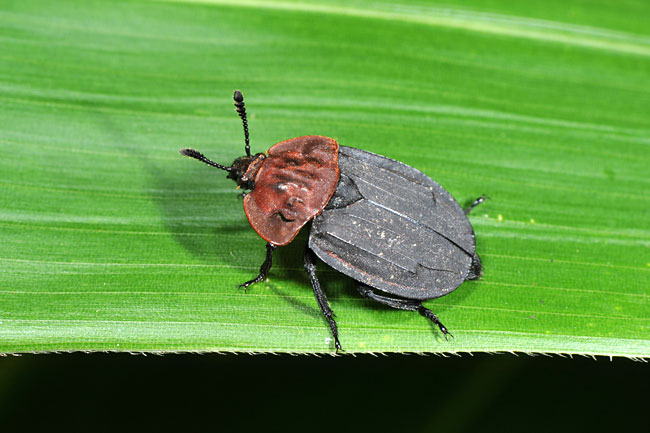 ビロードヒラタシデムシ