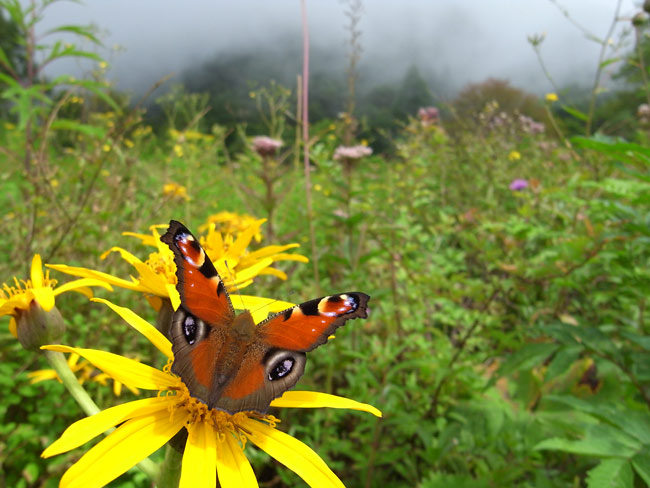 クジャクチョウ