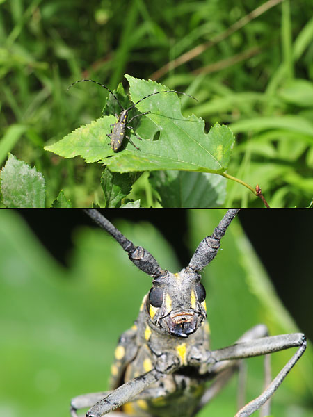 50mm標準とマクロ105mm